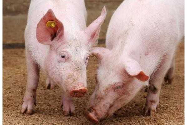 RFID技术肉类追溯监管，让食物更加安全