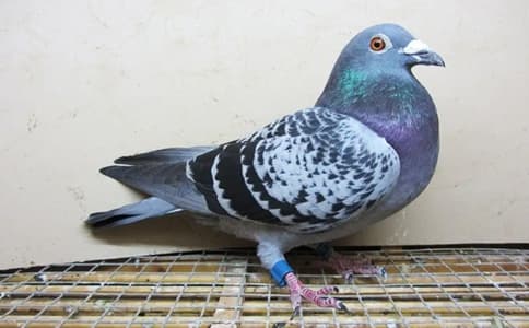 物联网智慧农业解决方案